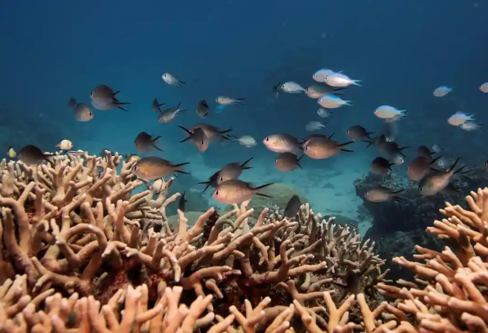 Australia and 11 other countries lobby Unesco over Great Barrier Reef decision-making